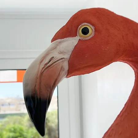 Flamingo Торрев'єха